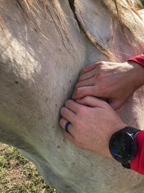 Horse Massage