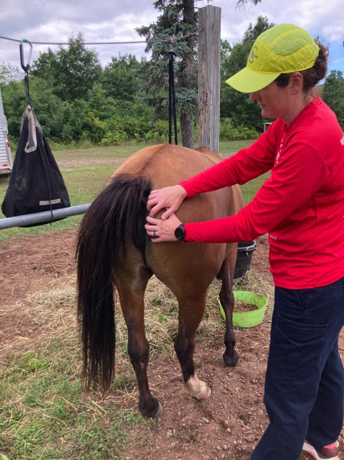 Horse Massage for Pain Relief