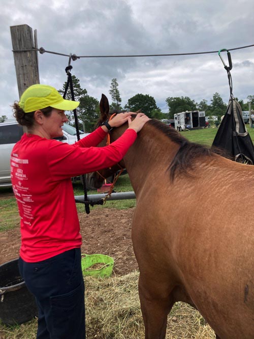 Horse Neck Massage